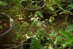 Asystasia gangetica subsp. micrantha